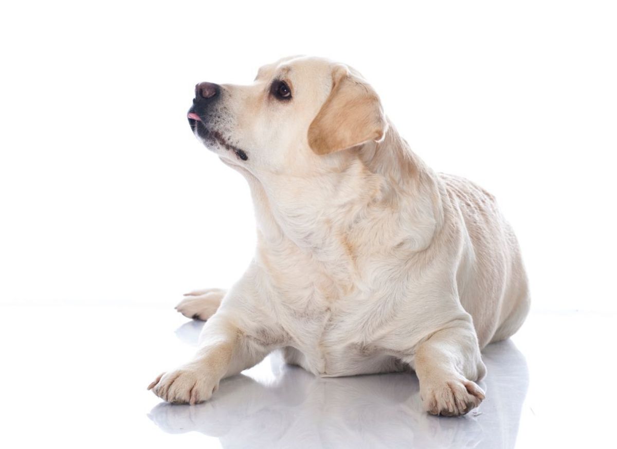 5 Ways to Help Your Dog Lose Weight