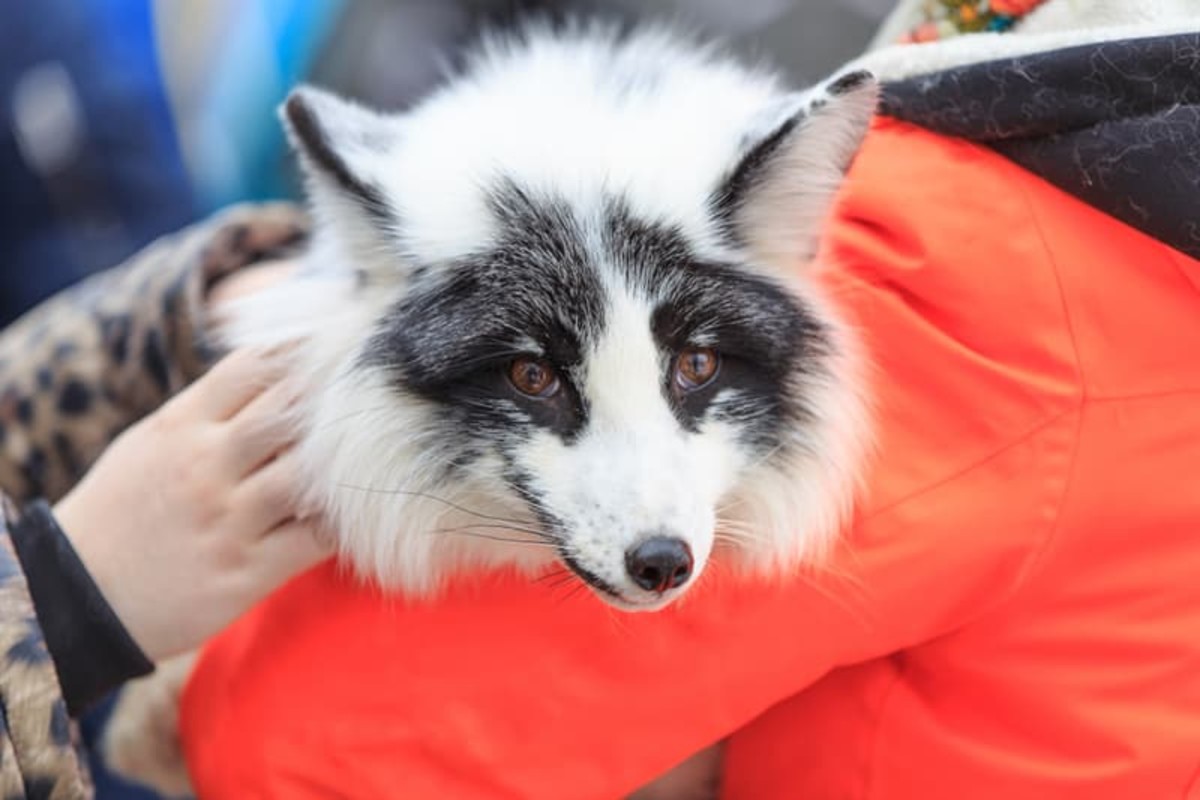 A marble color morph red fox.
