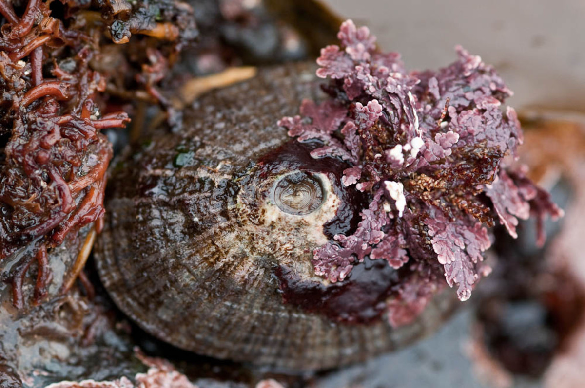 Limpet Snail ~ A Marine (Saltwater) Mollusk ~ Patella sp.