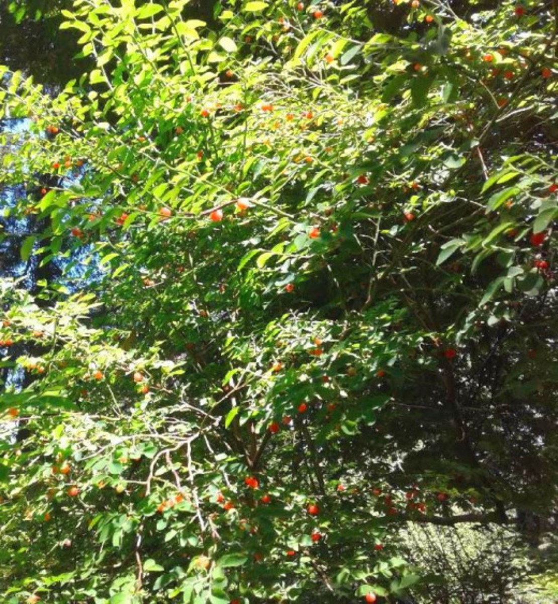 Wild huckleberry bush