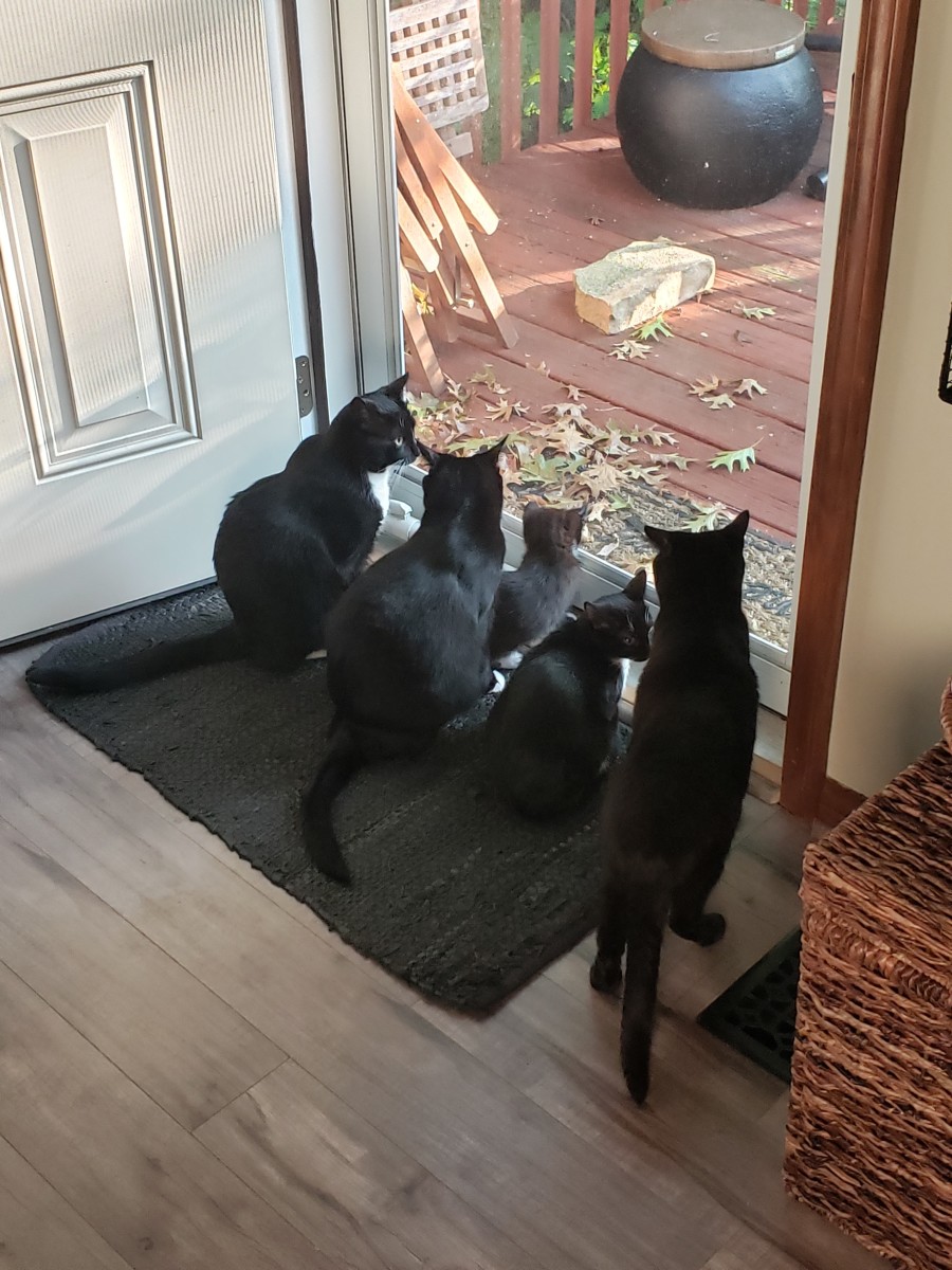 How Can I Get My Fearful Cat to Be More Confident? PetHelpful