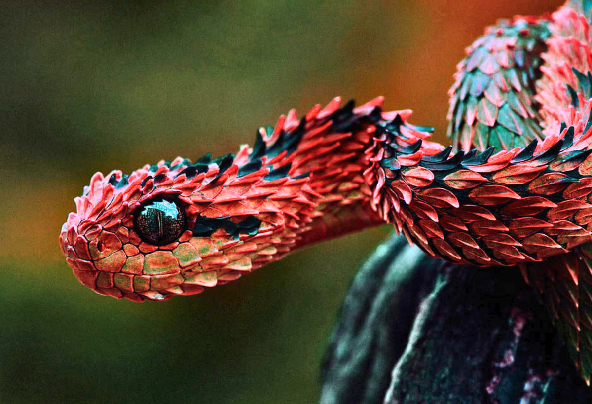 20 Most Venomous Snakes in the World