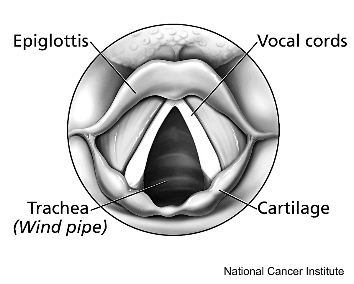 This view looking down at the larynx shows the placement of the vocal cords.