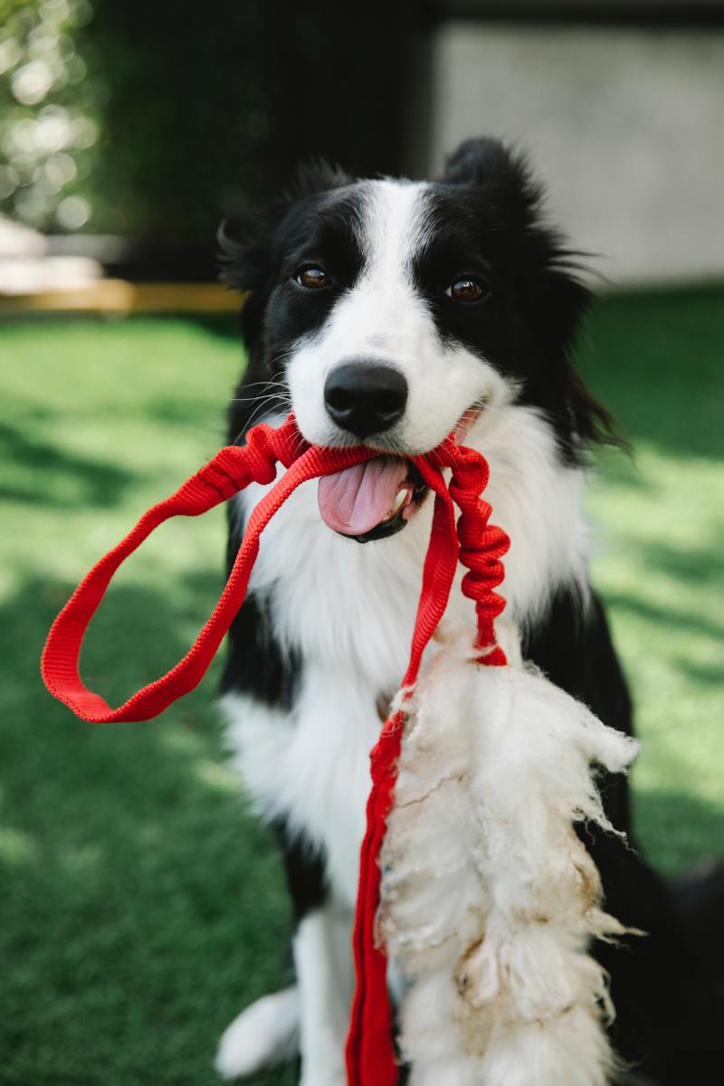why-a-collie-can-be-considered-the-ideal-family-friendly-dog