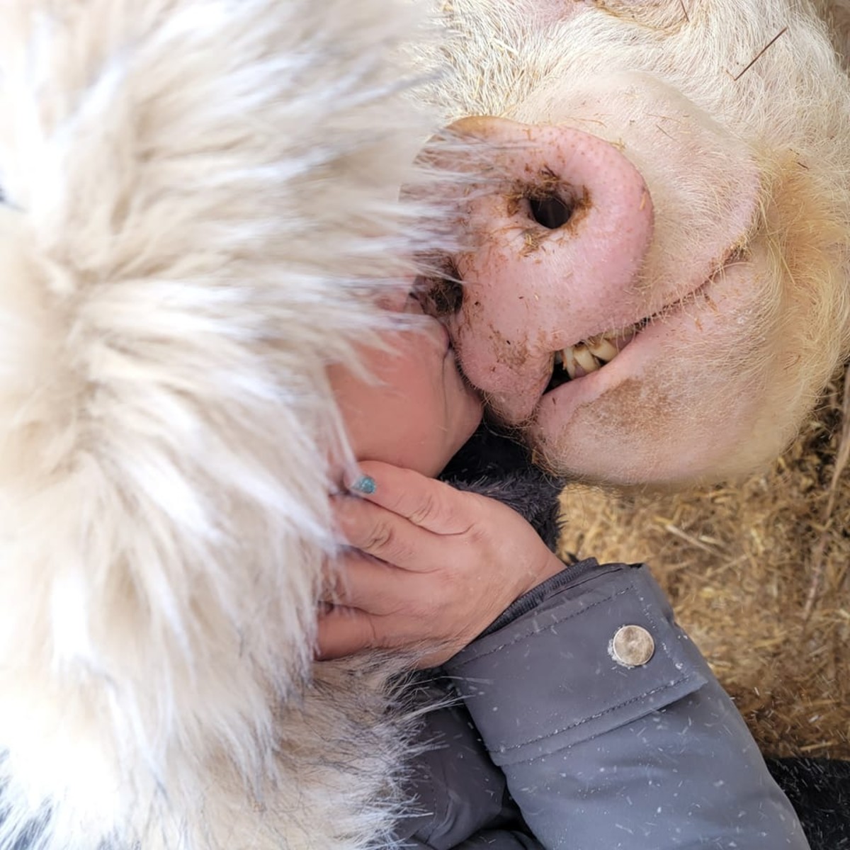 This is me with my friend Lucky, a pig at a local farm sanctuary near my home. She loves to give kisses and cuddles.
