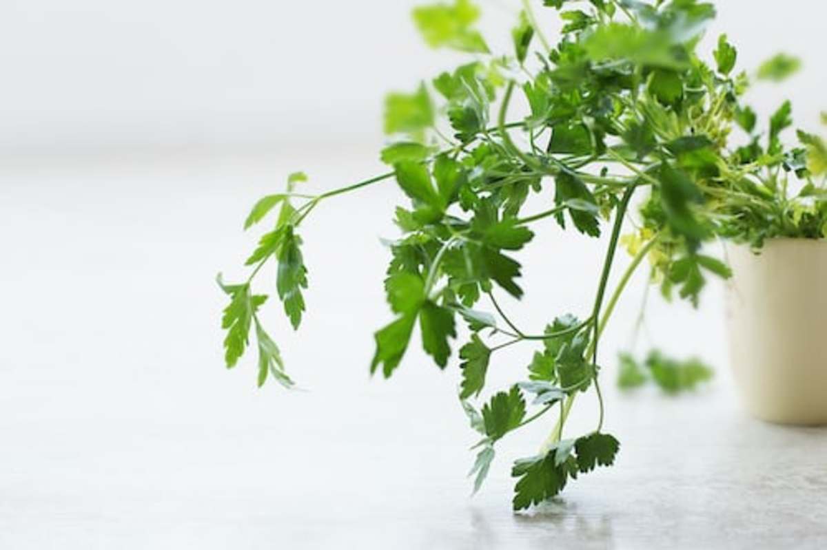 Using Fresh Parsley as a Garnish