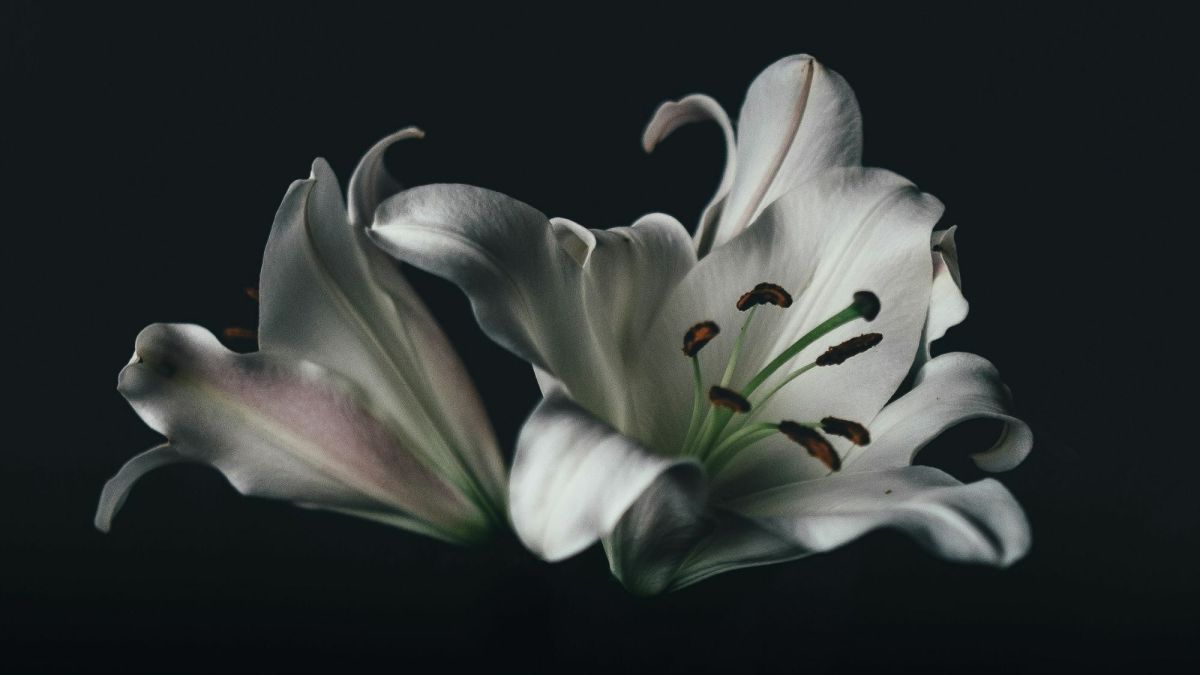 What Do Lilies Mean in Dreams?