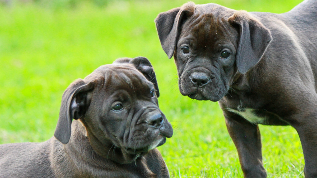 What Do Puppies Need on a Raw Food Diet?