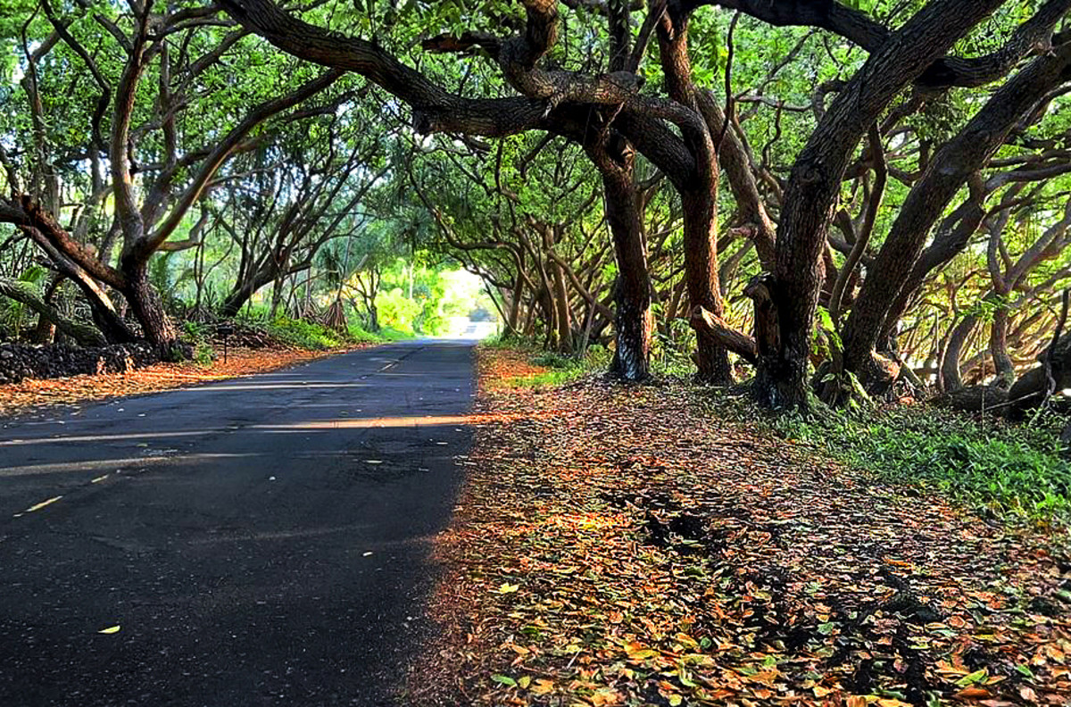 Hawaii Road Trip: The Enchanted Red Road in Puna on the Big Island