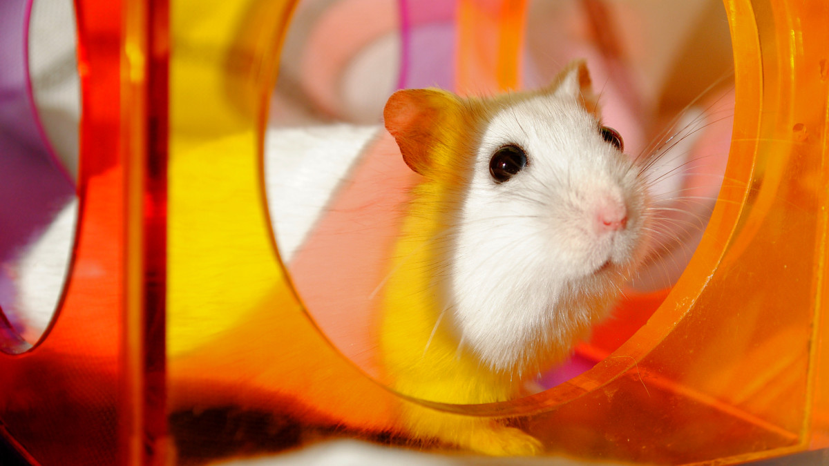 Can My Hamster Raise Her Babies in a Cage With Tubes?