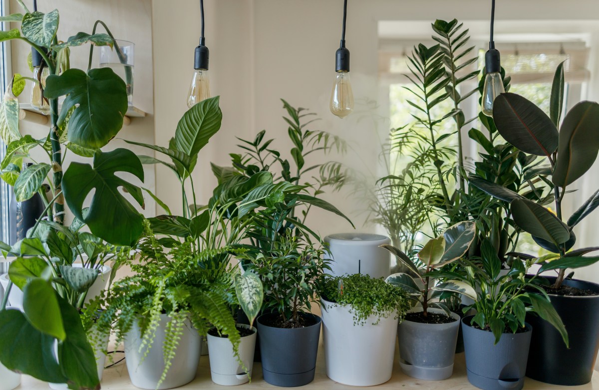 Rotating Houseplants for Superior Growth Dengarden