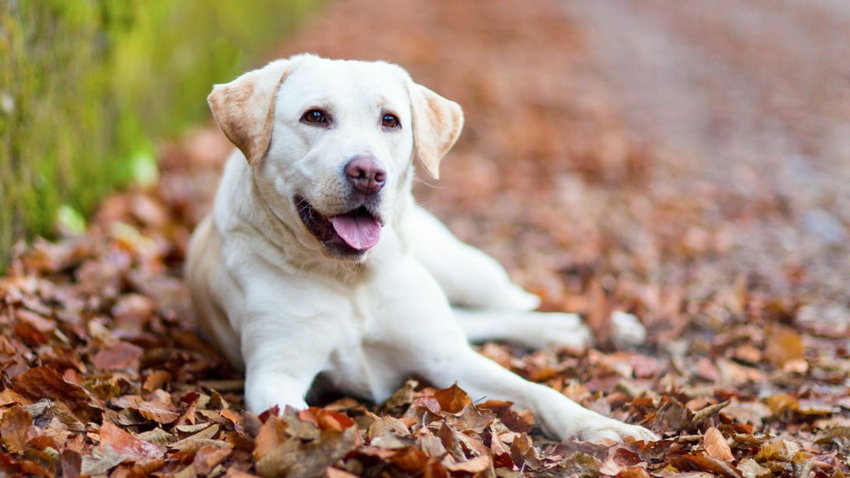 11 Dog Breeds Like the Labrador Retriever