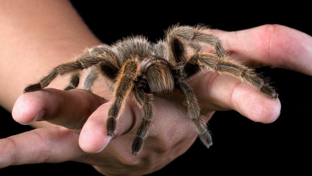 Exotic Pet Ideas: A List of Weird Pets to Be Wary Of