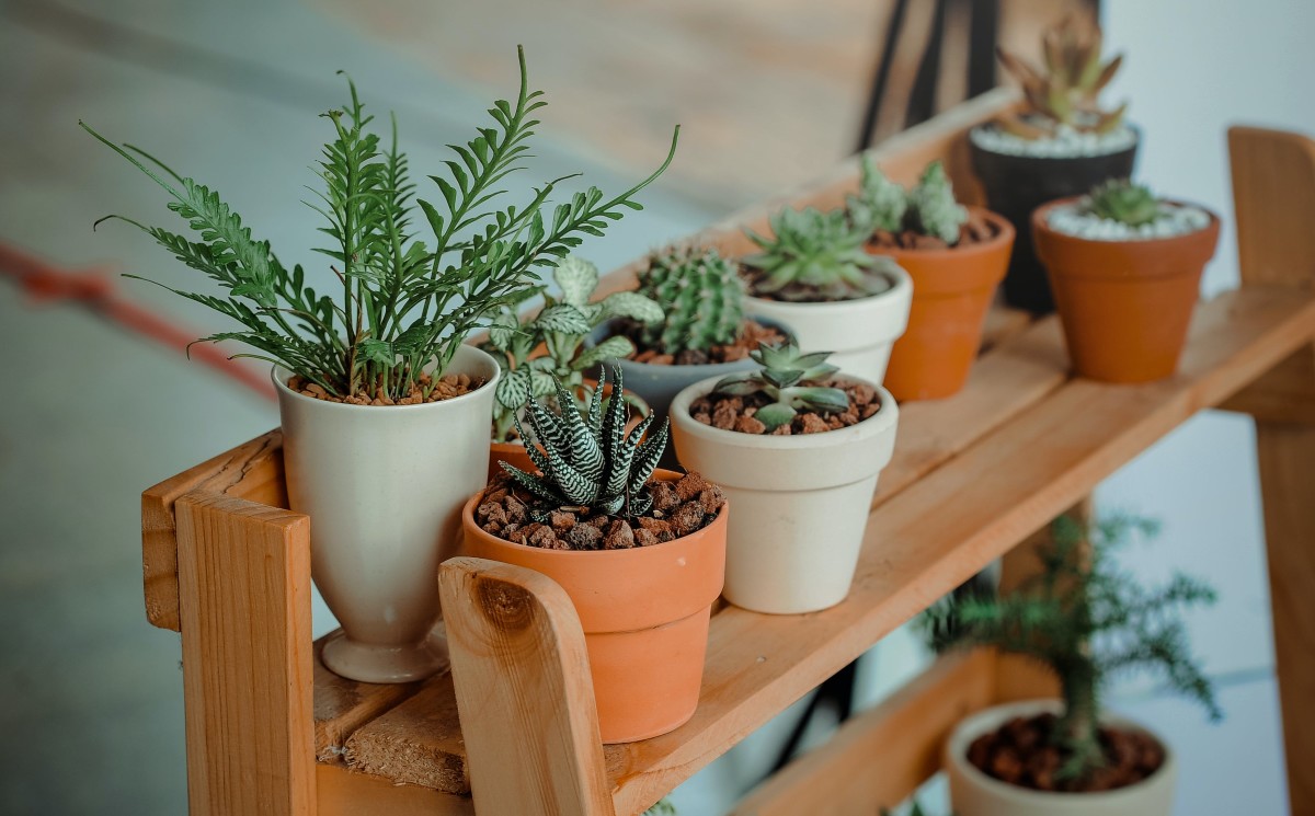 Expert Tips to Extend the Lifespan of your Indoor Plants