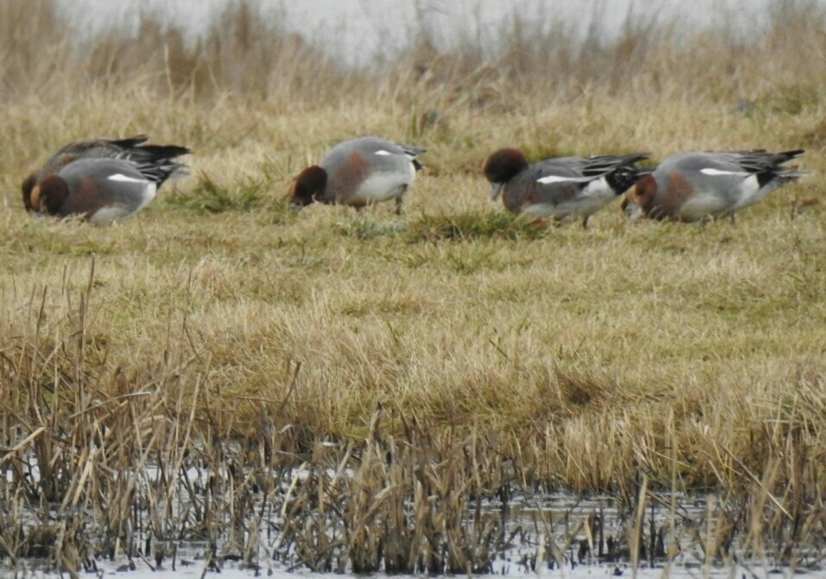 Birding Trip Report: Lincolnshire 12th January 2019 - HubPages