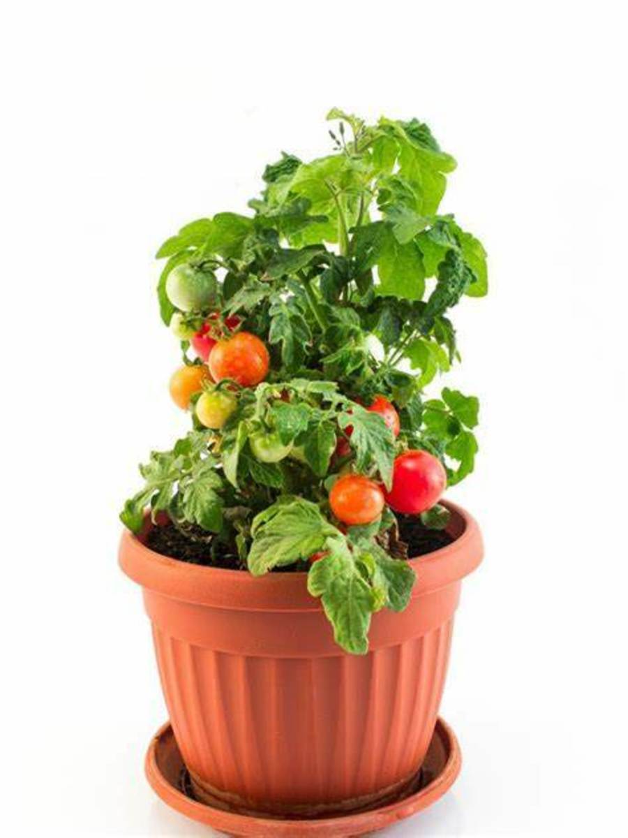 Growing Tomatoes Peppers Pea Shoots and Radishes In Your Window Sill Garden