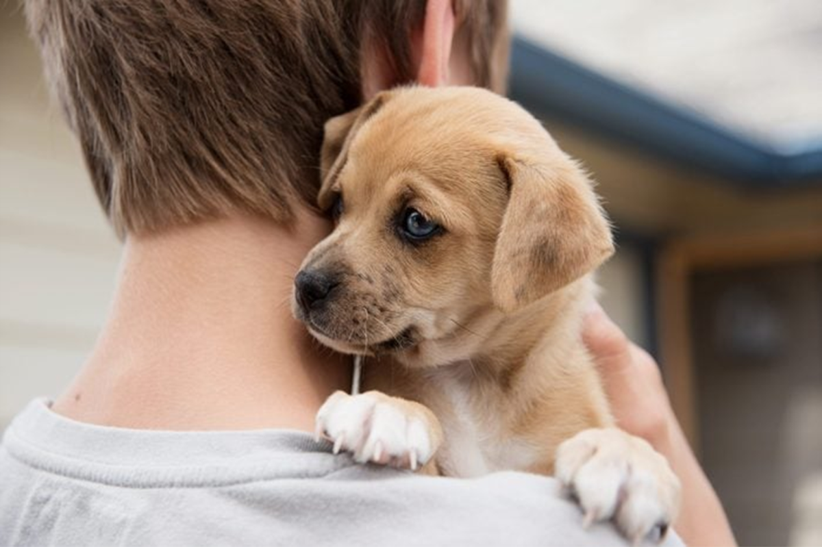 11 Scientifically Proven Health Benefits of Having a Dog