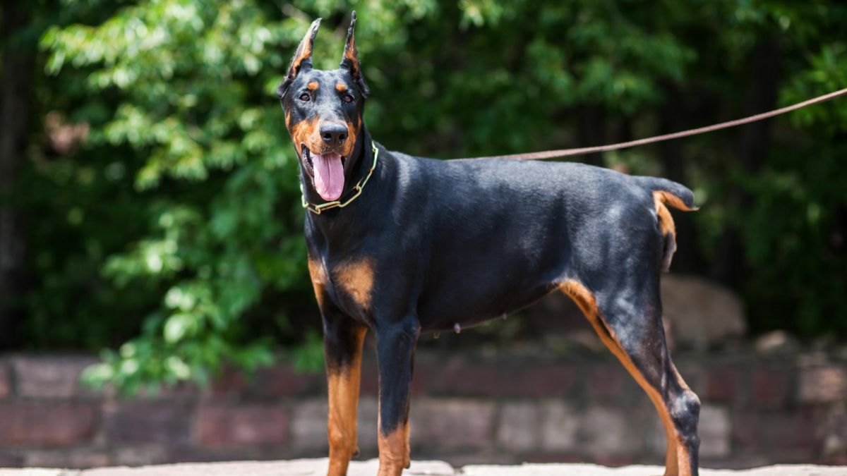 15 Most Popular Doberman Pinscher Mix Dogs
