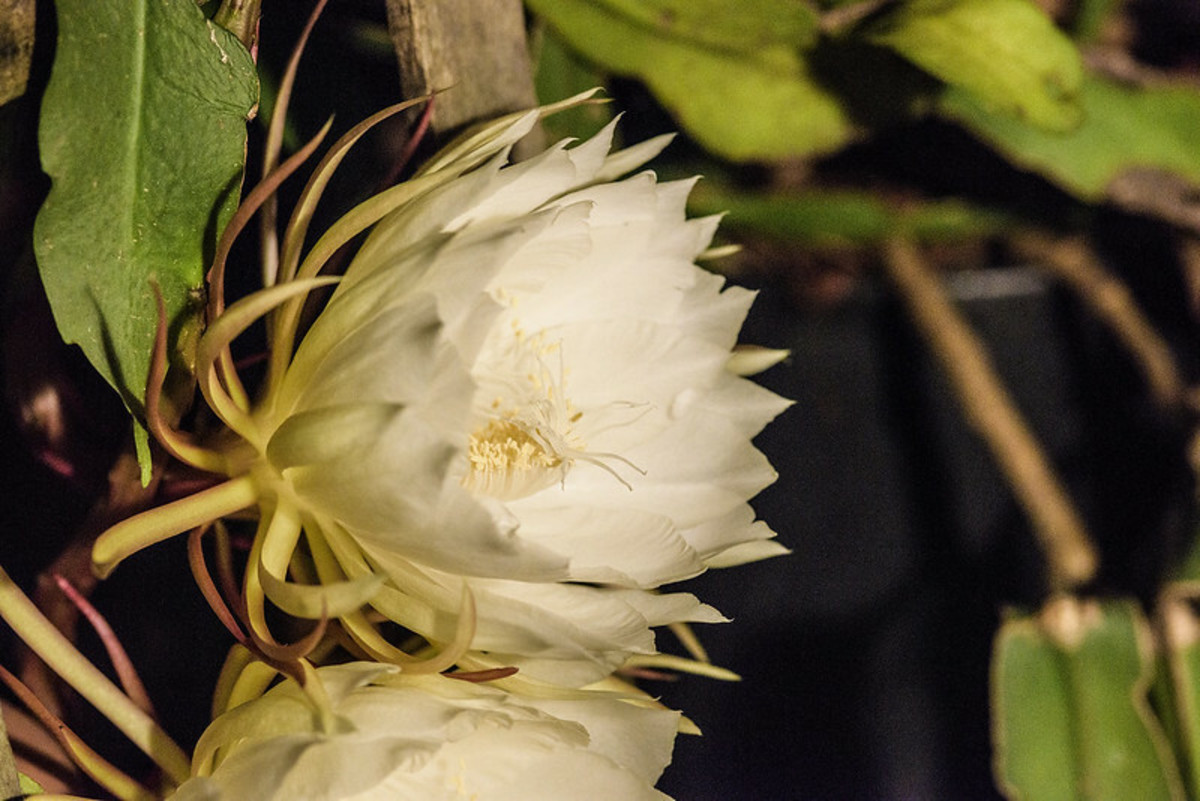 Repotting and Dividing Your Night-Blooming Cereus