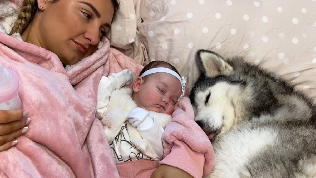 ScienceBased Health Benefits of Having a Dog During Pregnancy HubPages