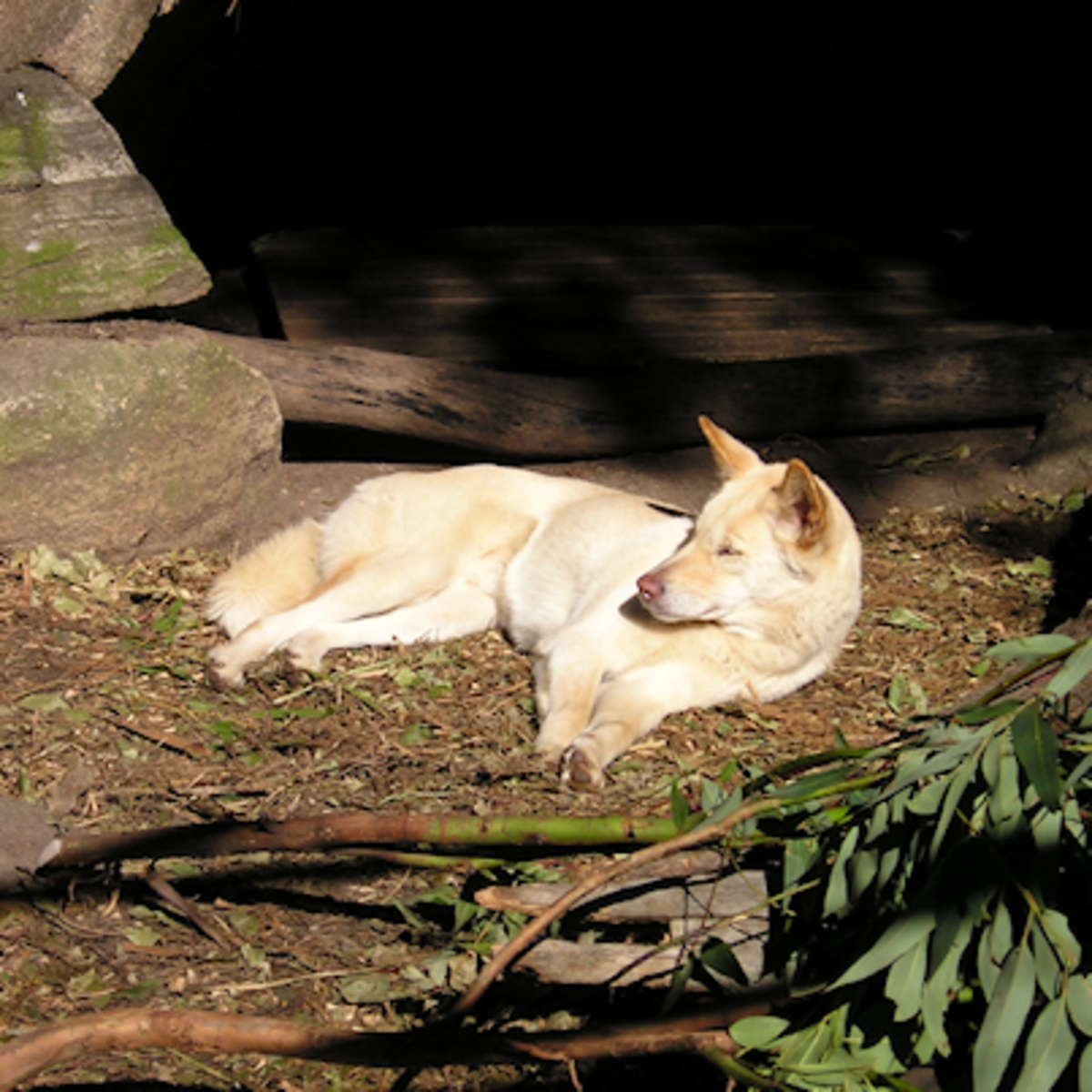Canis Lupus Dingo on the Precipice of Extinction HubPages