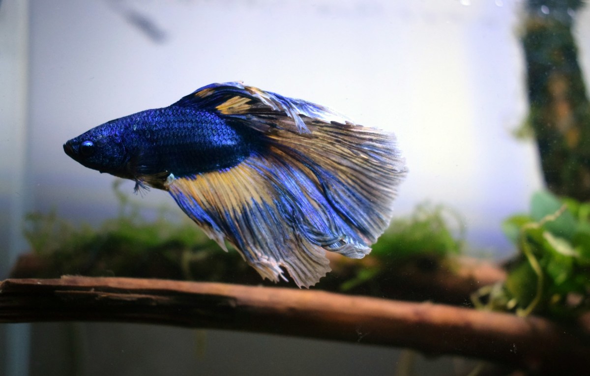 Can Betta Fish Breathe Air? Anabantids Explained