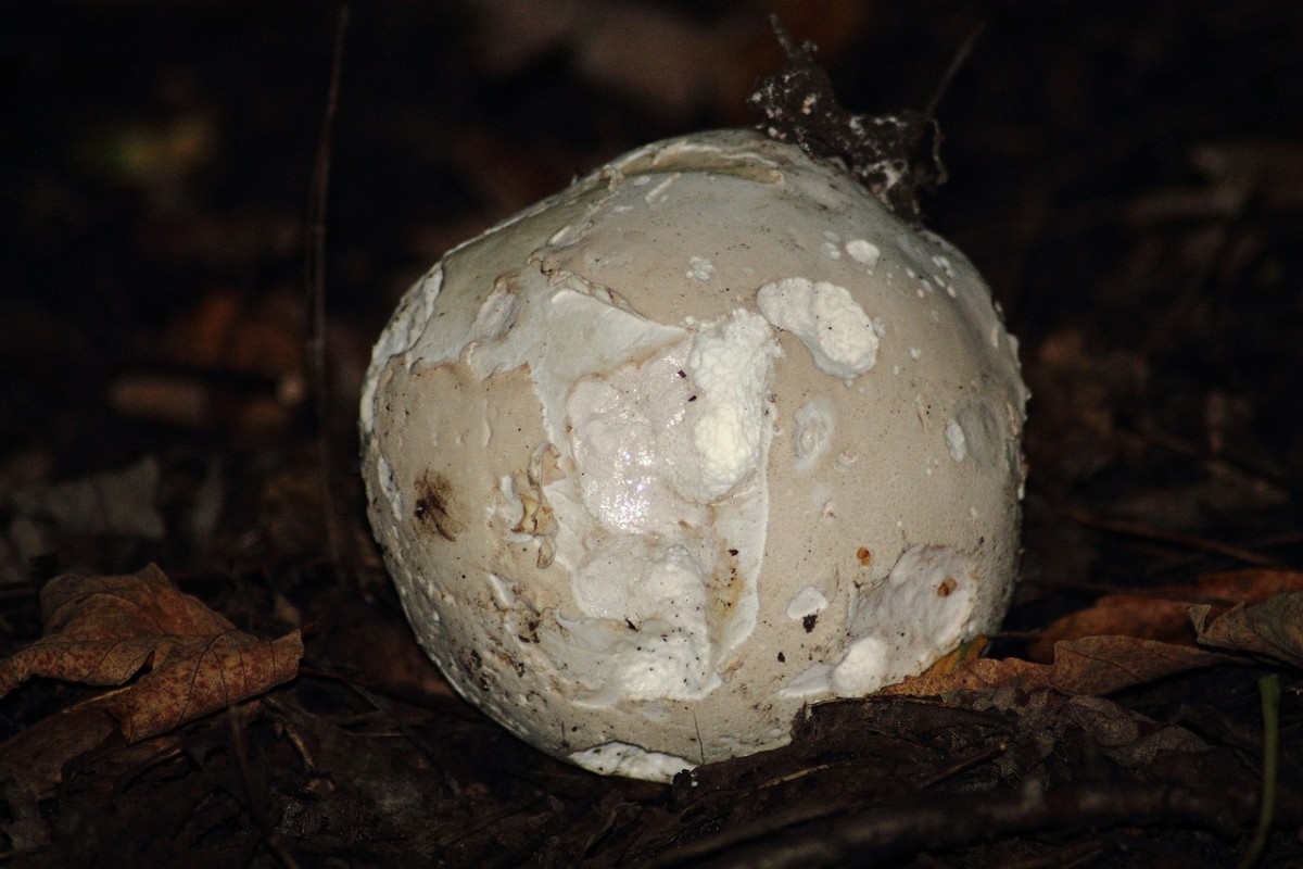 Dead Man's Fingers & Sheep-Sized Puffballs: 6 Mysterious Mushrooms