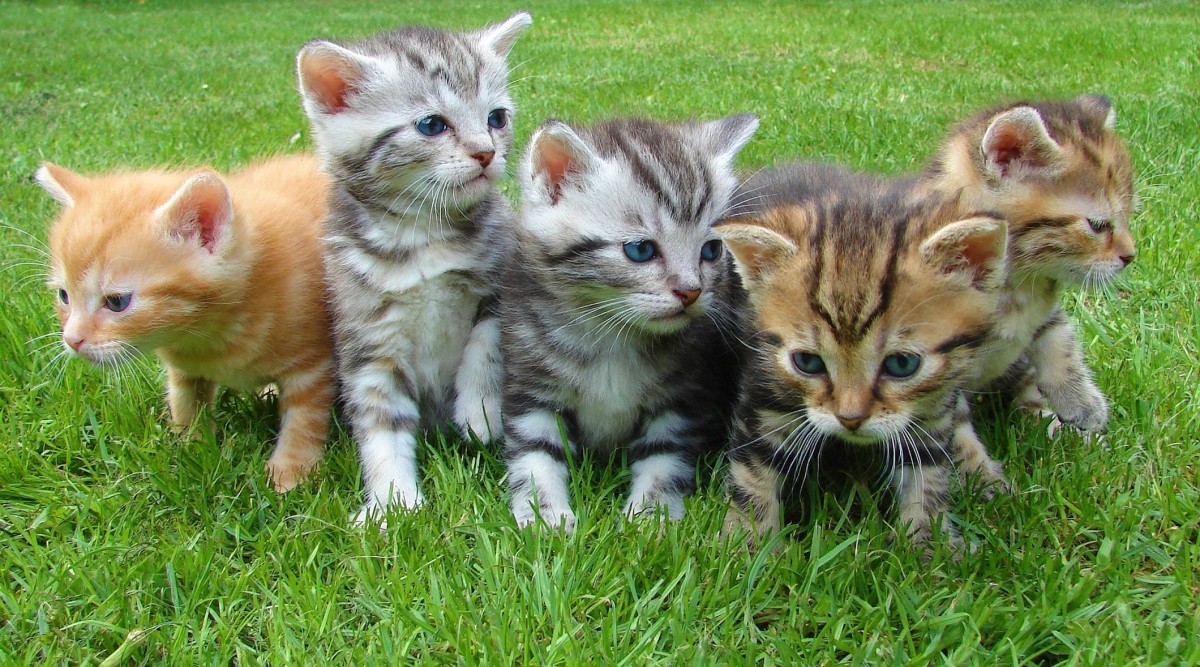 Tips on Catching and Taming Feral Kittens