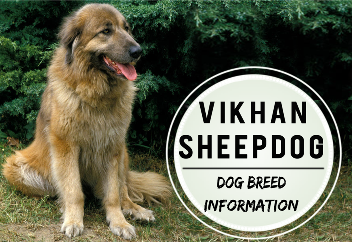 Vikhan Sheep Dog: Dog Breed Information, Pictures, Facts and Characteristics