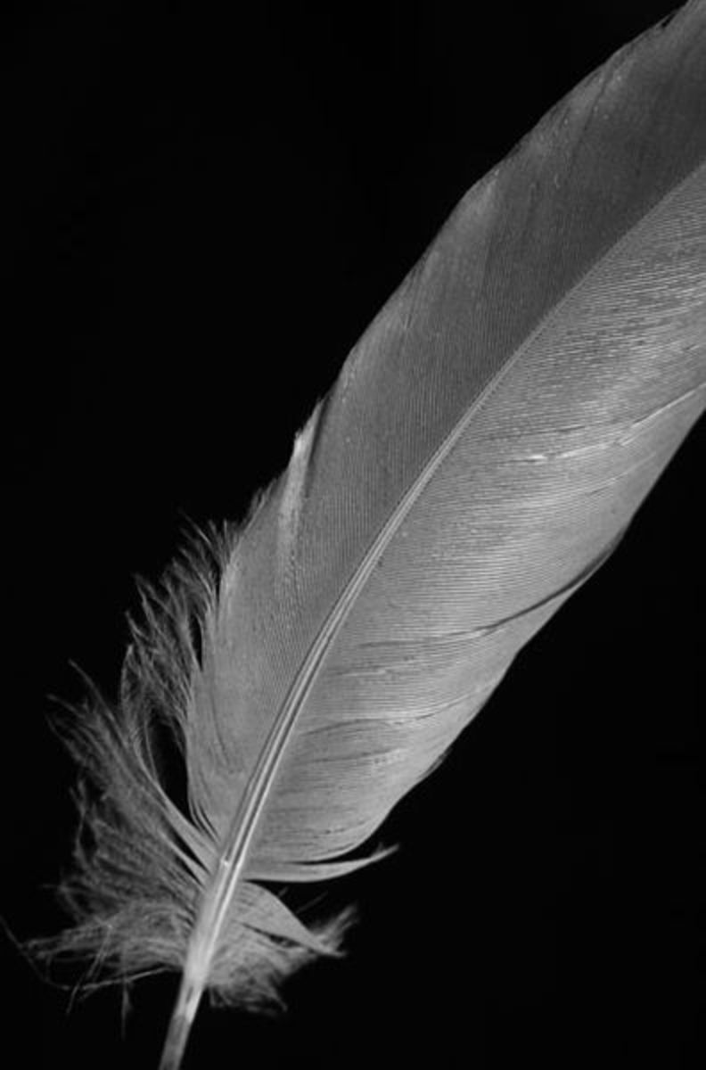 What Are Feathers? HubPages