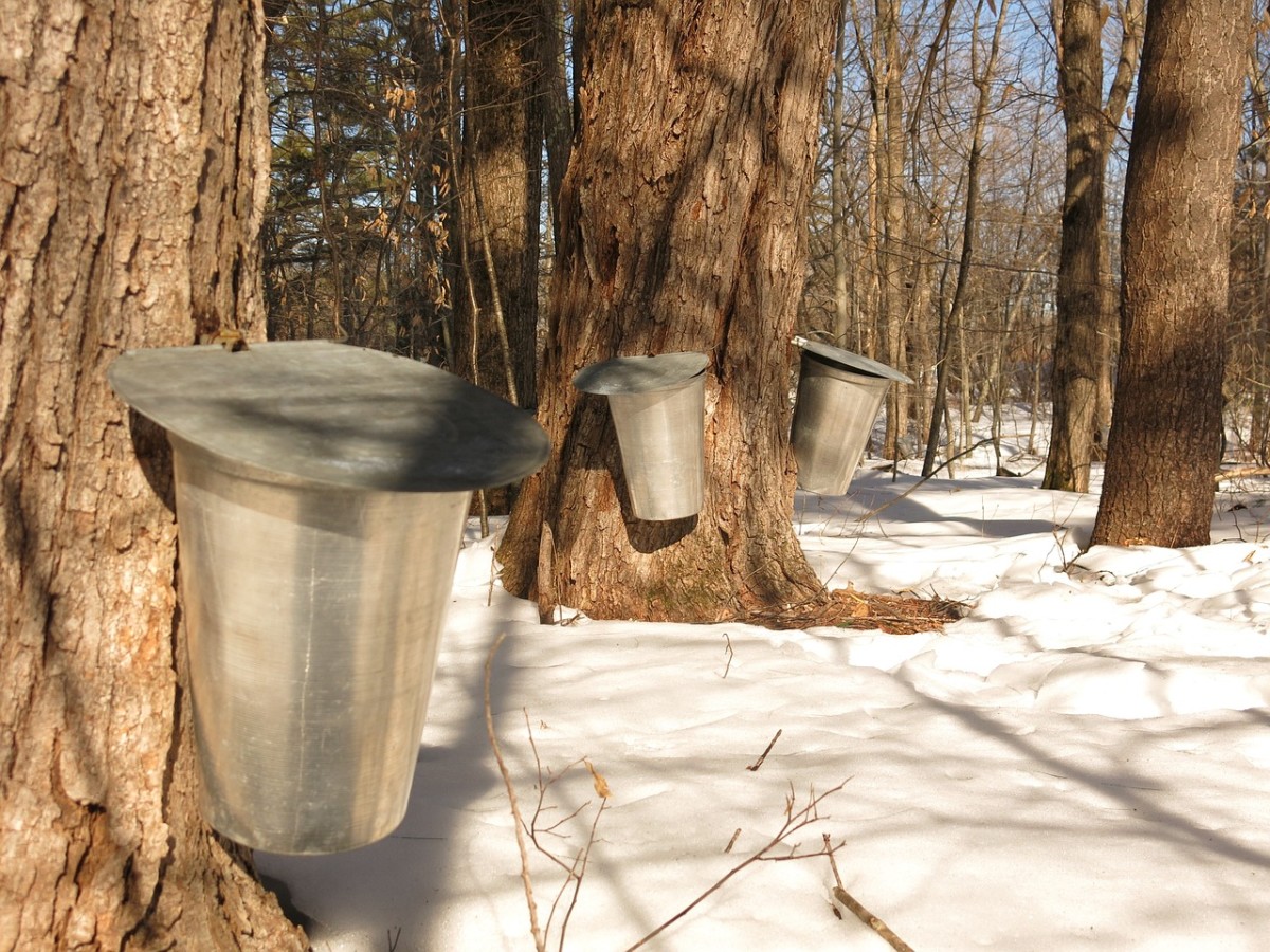 Maple Syrup Fun Facts, Mysteries & the Outer Space Connection