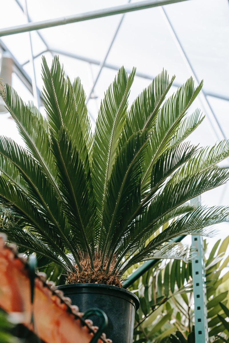 Sago Palm Care Tips: A Basic Guide For A Healthy Houseplant