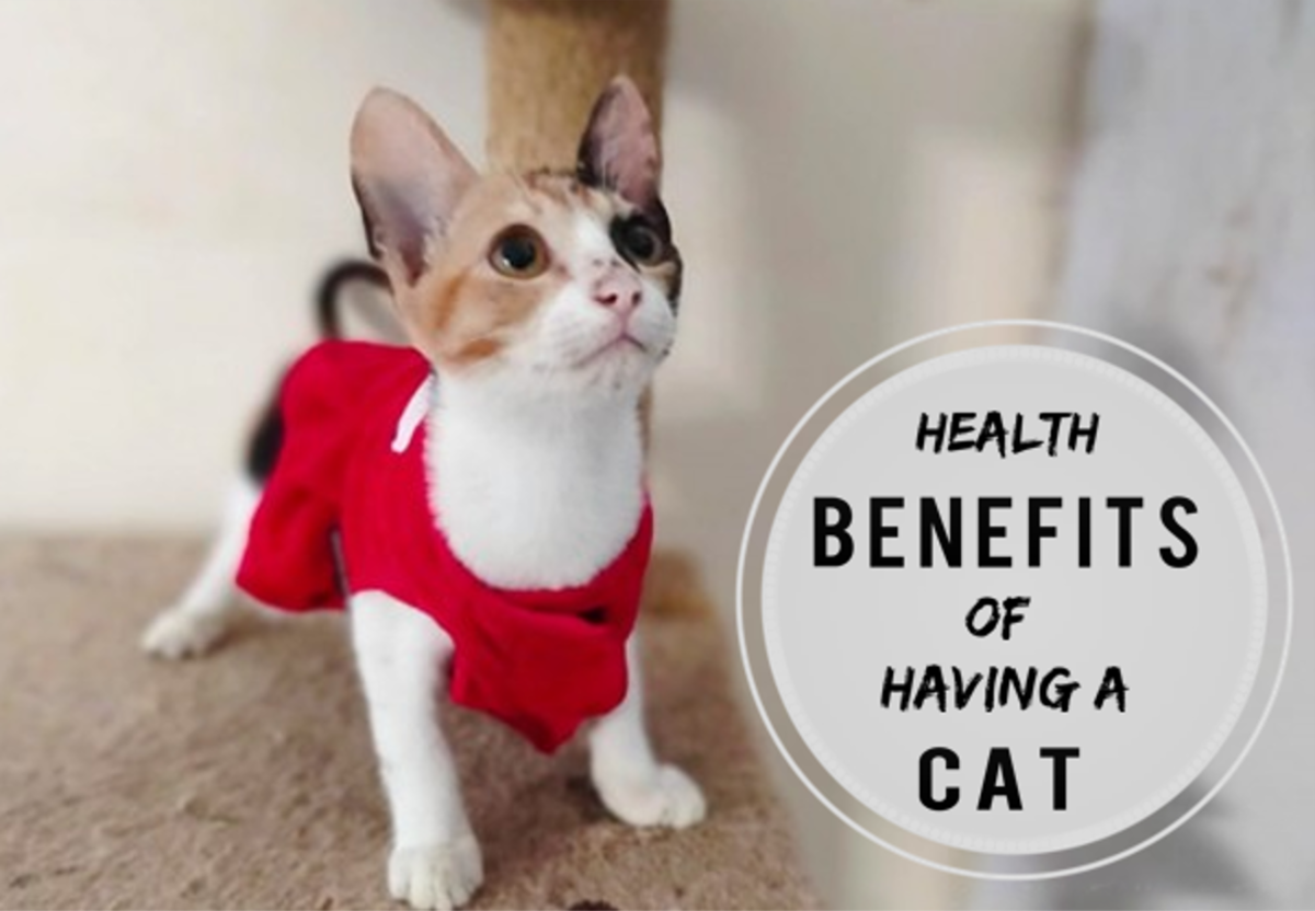 Science-Based Health Benefits of Having a Cat