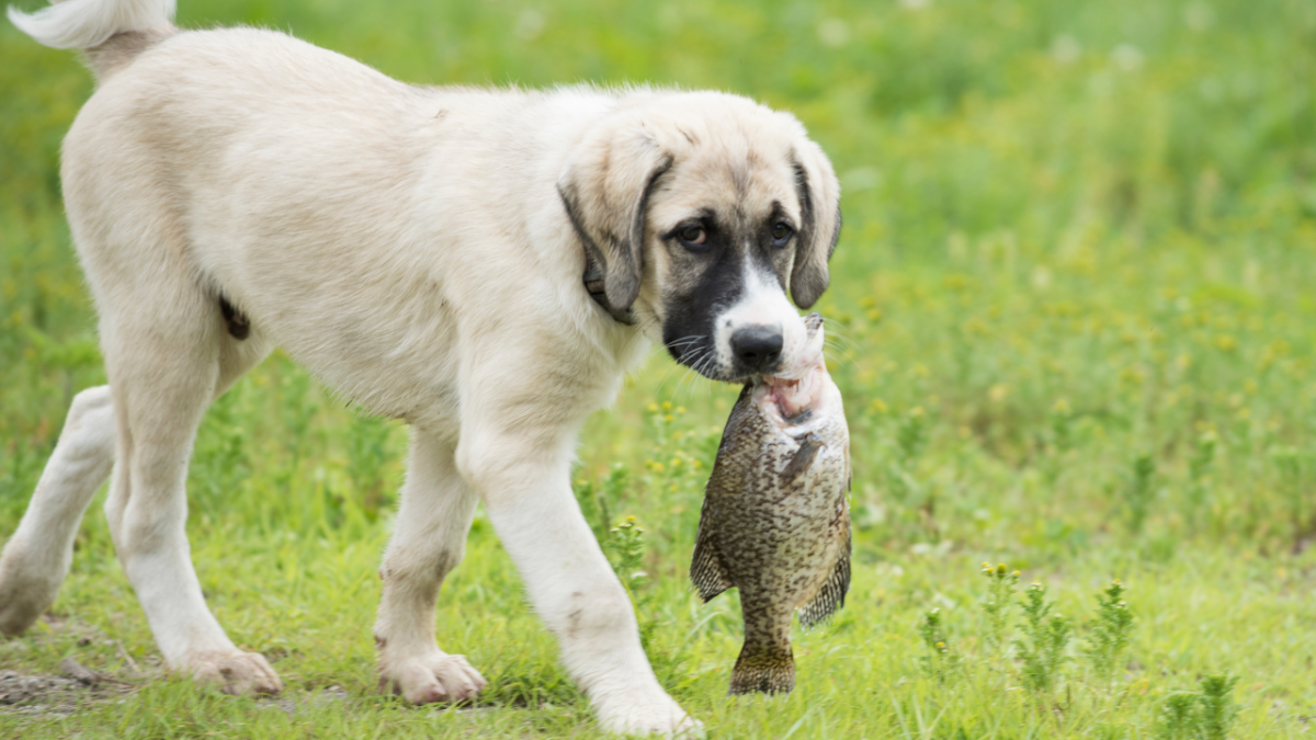 Why Does My Dog's Breath Smell Like Fish? 8 Potential Causes