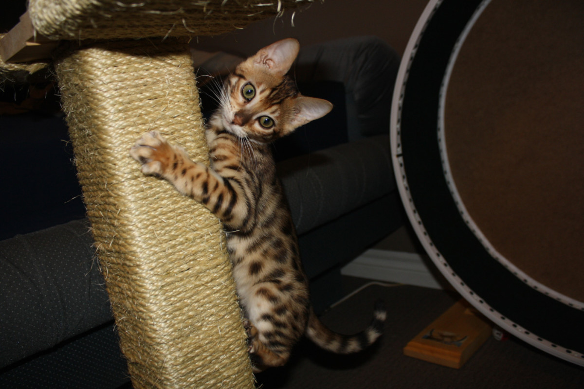 Build Your Own Cat Scratching Post HubPages