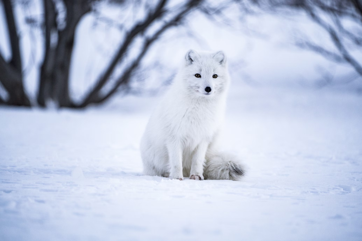 Arctic or Polar Fox