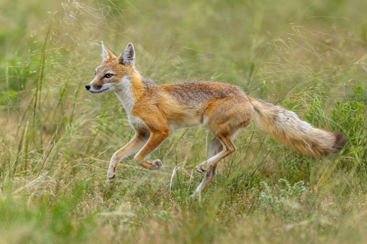 Swift Fox