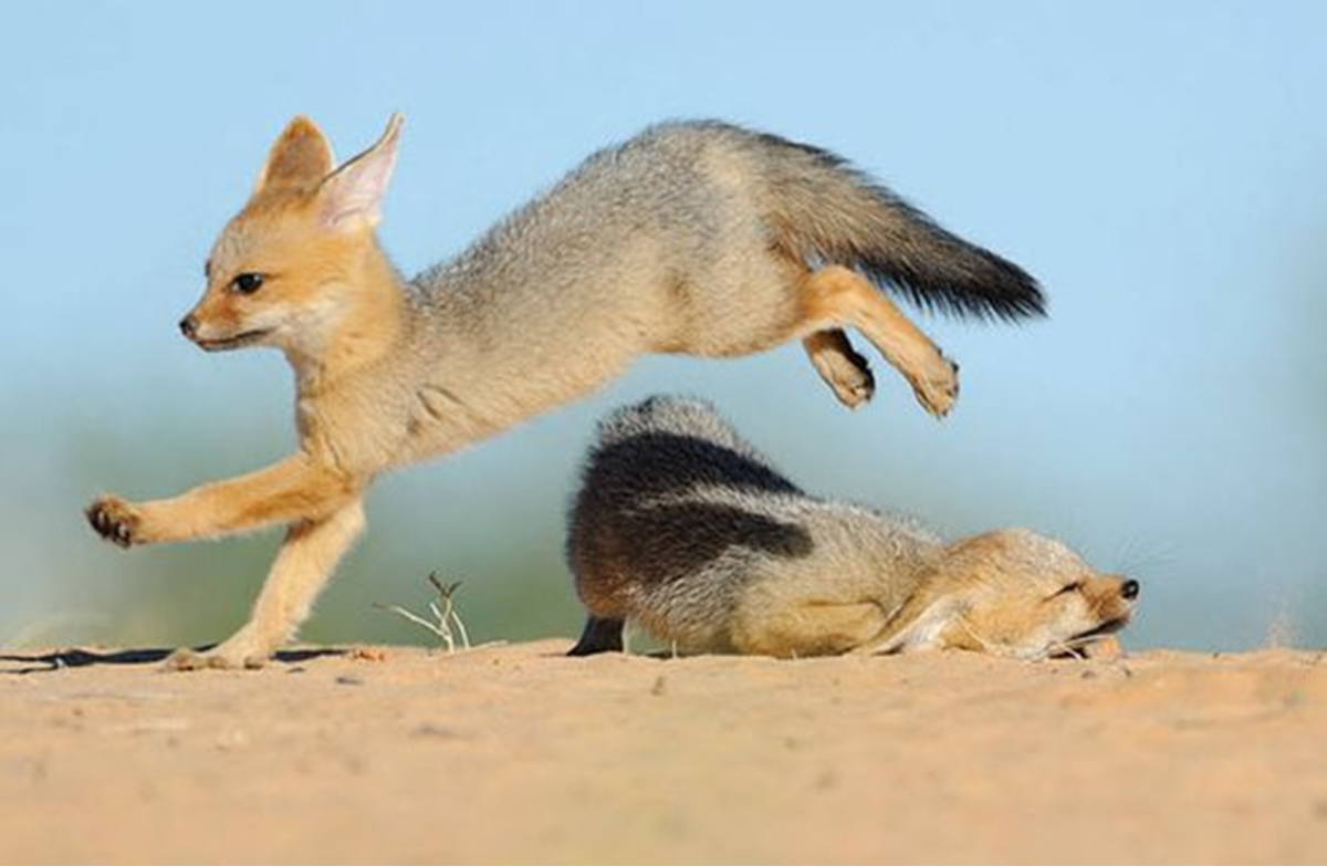 Cape Fox