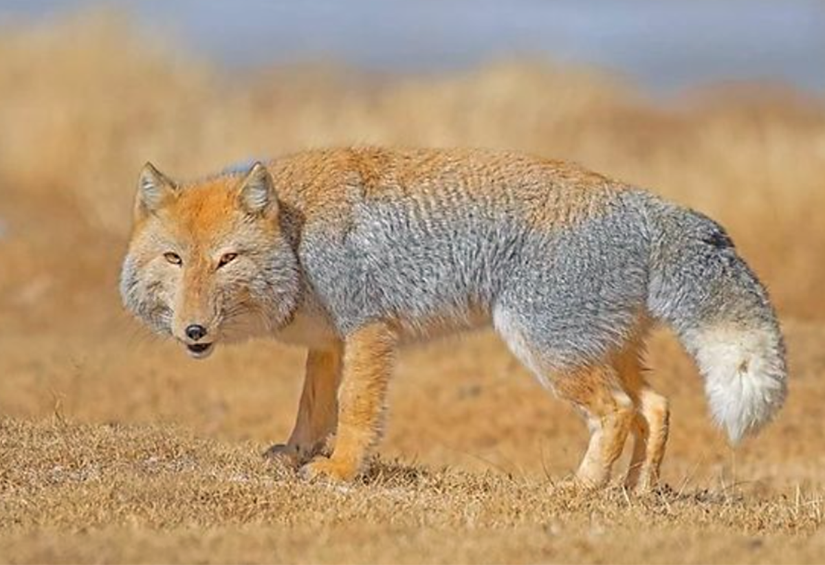 Tibetan Sand Fox