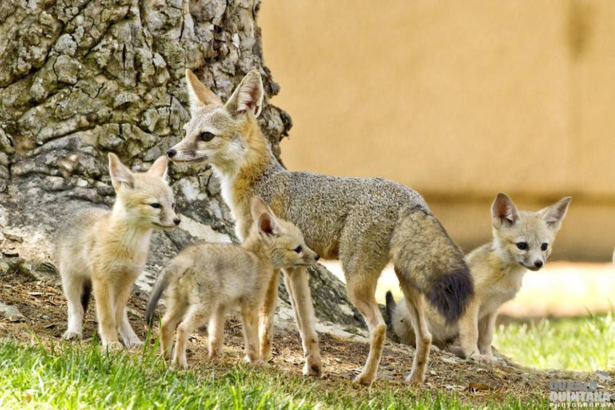 Kit Fox