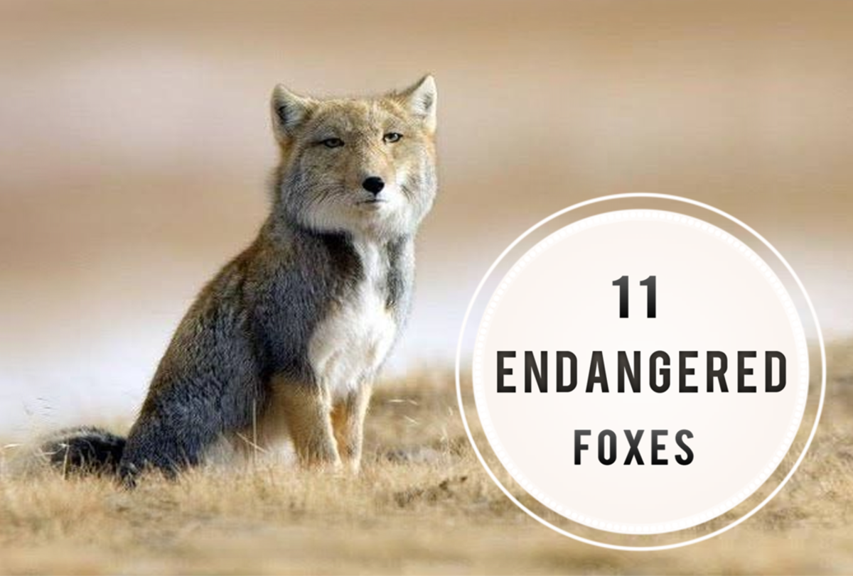 11 Endangered Foxes That May Become Extinct