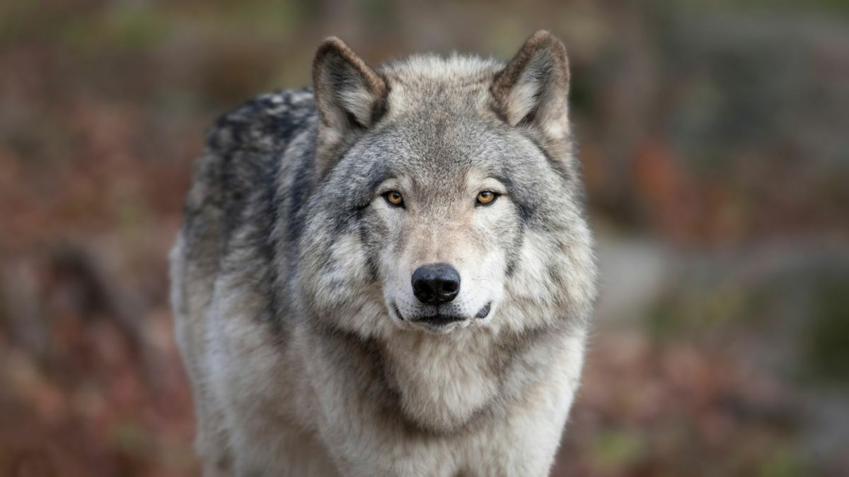 The Timeline of Grey Wolves: Ancestors and Evolution