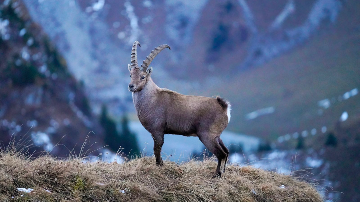 10 Animals in the Alps of Europe