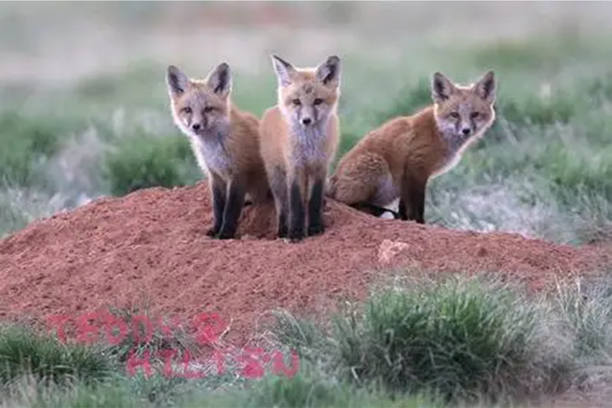 The Critically Endangered Sierra Nevada Red Fox