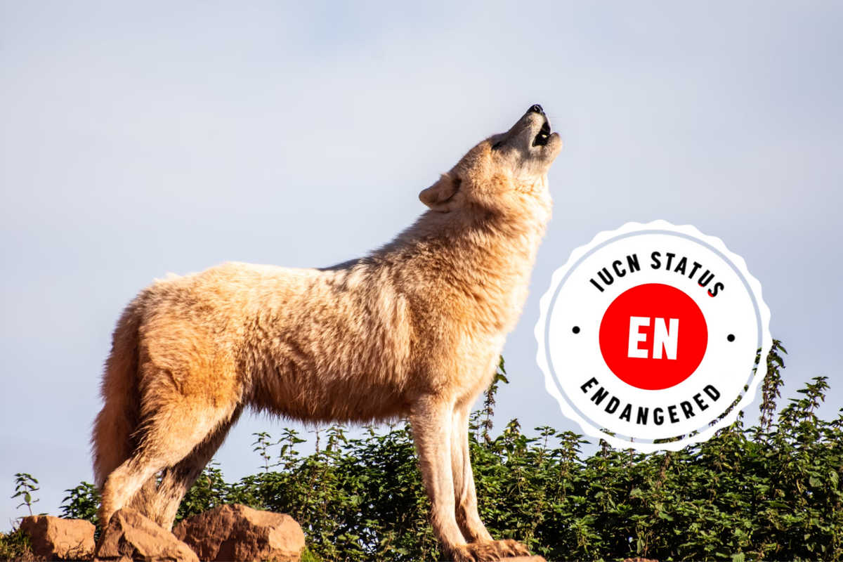 20 Endangered Wolves That May Become Extinct