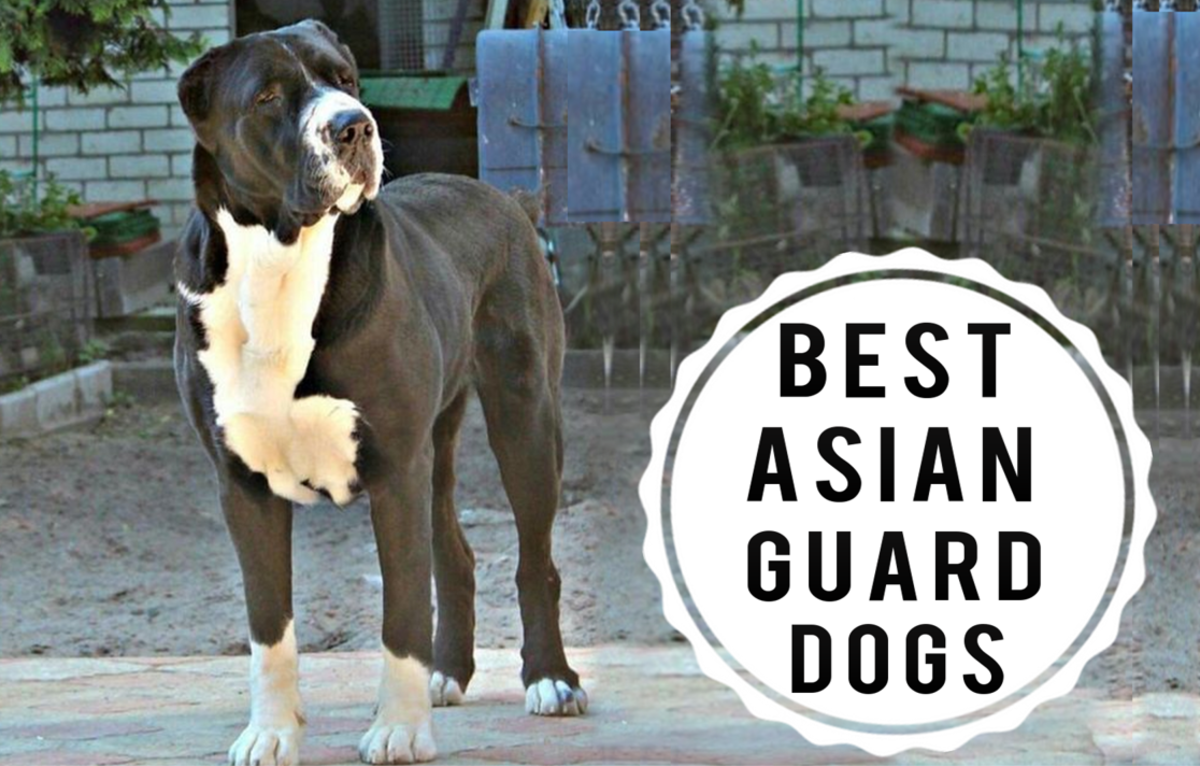 11 Best Guard Dogs From Asian Countries