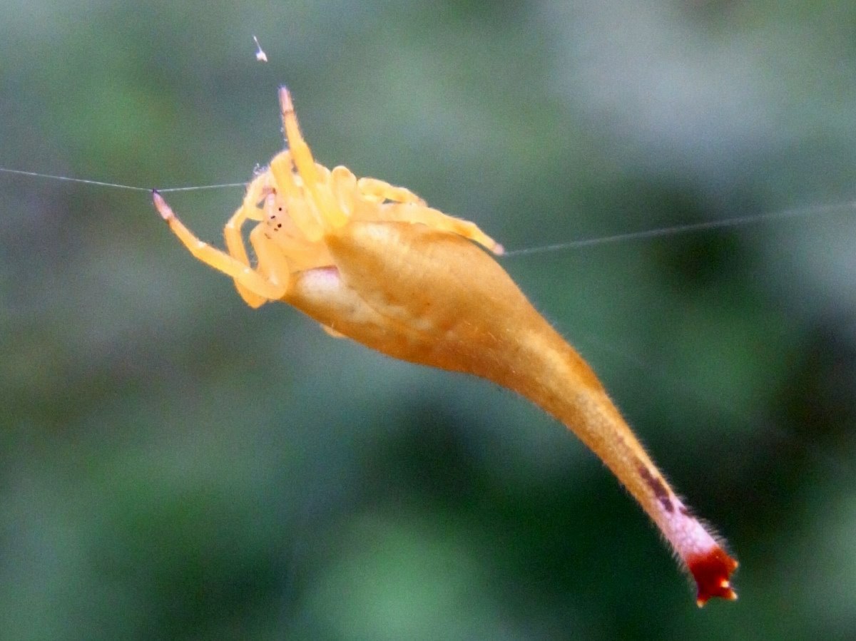 Top 10 Weirdest Spiders in the World (With Honorable Mentions) HubPages