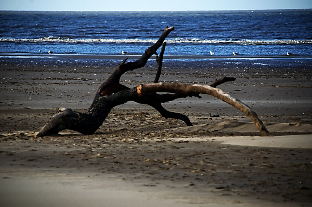 Uses for Beach Driftwood
