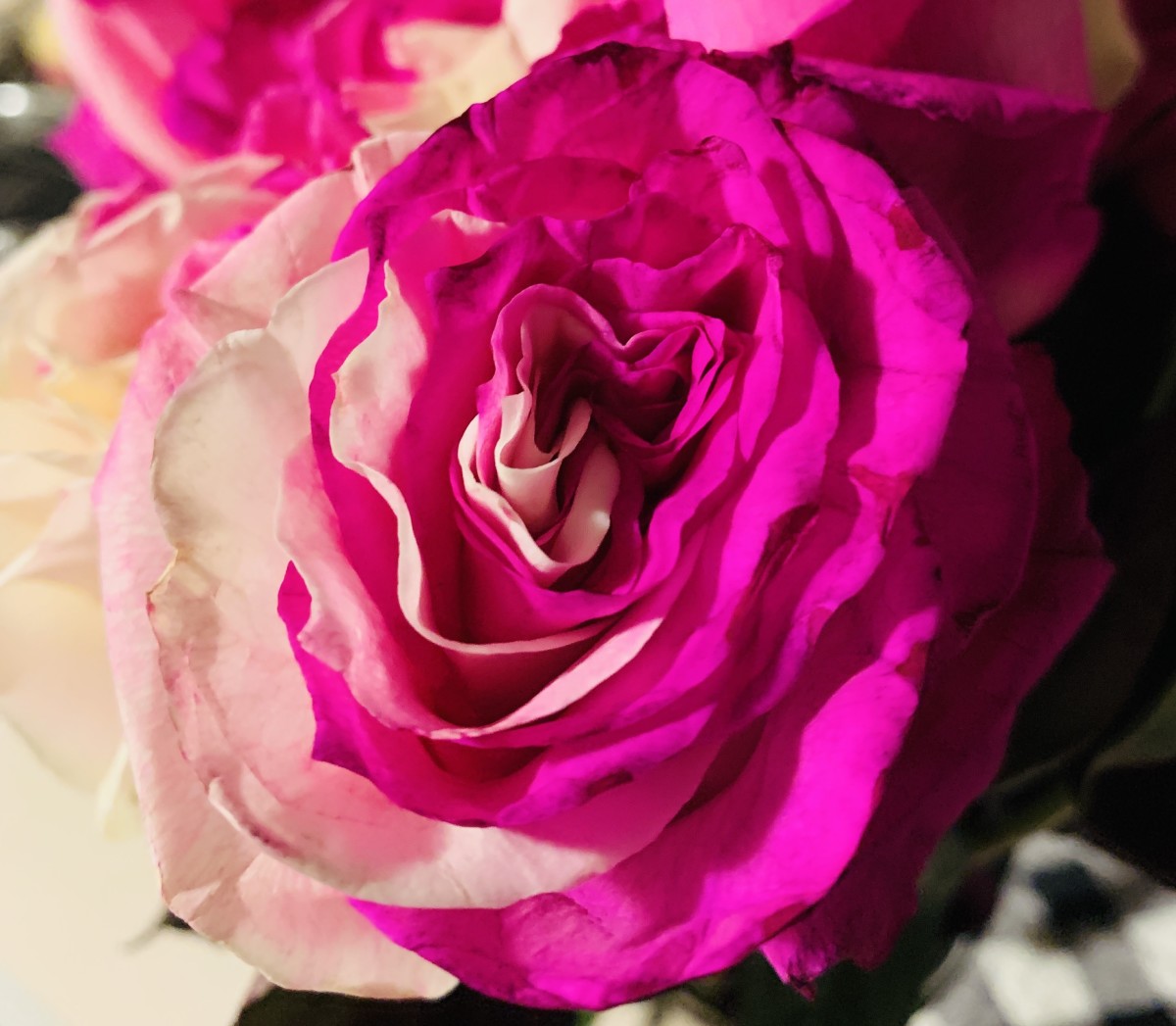 Poem: Lilac Rose