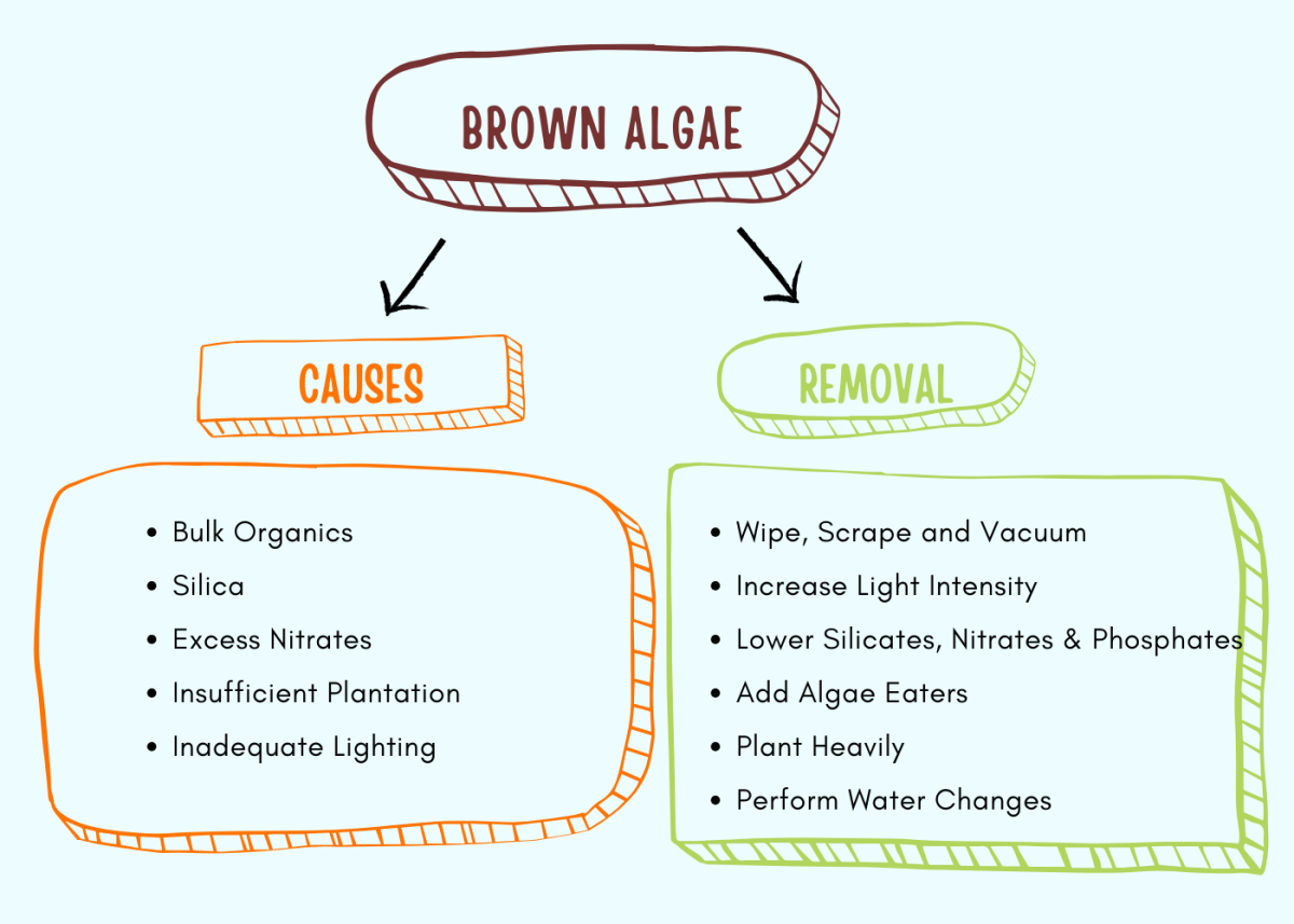 How to Remove Brown Algae From Your Fish Tank? HubPages